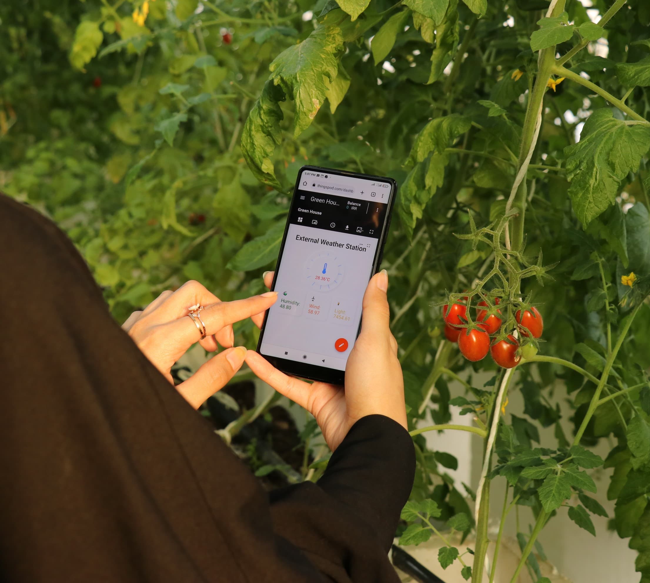 Growing Tomatoes in Smart Greenhouses