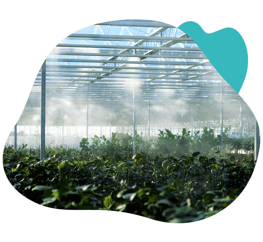 پرورش گیاهان گلخانهای به روش مدرن