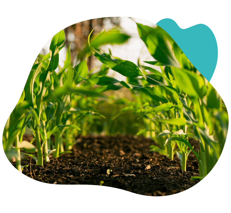 کاشت گیاهان به روش مدرن